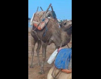 Camel scratches neck use saddle wood stick
