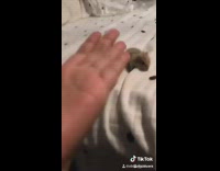 Hamster bites girls hand who screams and shakes him off 