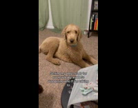 Dogs confused when mom talked to bouncer chair 
