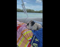 Pug on boat ride 