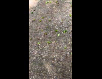 Submitter sees ant colony carrying pieces of leaves 