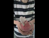 Collab Animalig - Blue white stripe shirt holds red bird in hand 