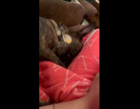 Dog lay down and dig on blanket.