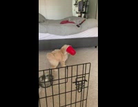 Brown puppy dog bites red cup confused 