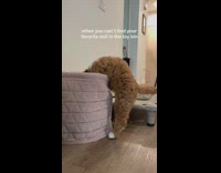 Dog cant find favorite toy in bin