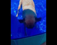 Pug tries to swim in pool 