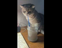 Grey kitten takes paintbrush out from jar 