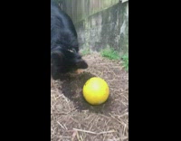 Large dog buries yellow toy ball fail 