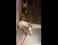 Woman hush dog excited for long drive