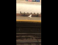 White dove bird flies around subway station 