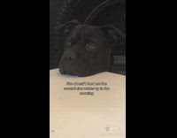 Black dog head on white table robot voice 