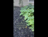 Pumpkin patch starts growing where pumpkin was dropped 