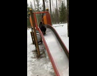 Puppy dog ride down playground slide snow