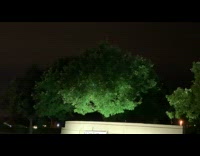 Tree leaves look like floating night illusion