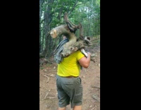 Tree trunk looks like head of deer