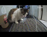 Cat laying by furbo gets hit treats