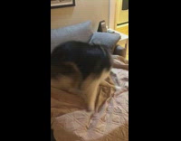 Large dog spins around in circle couch 