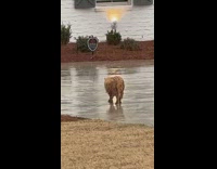 Wet orange cat walking outside