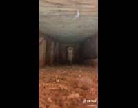 Collab VIBES - Guy shows white grey owls in roof