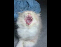Brown white kitten cat yawns slow motion 
