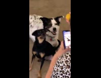 Woman taking picture of two dogs posing 