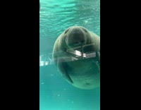 Manatee curious with people bump on glass 
