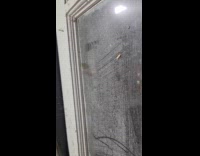 Spider bounces on web outside the window