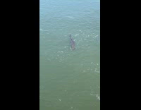 Fish stuck in frozen water move fins