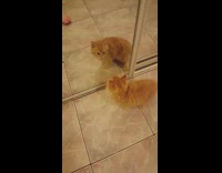 Orange kitten fights with its reflection in the mirror