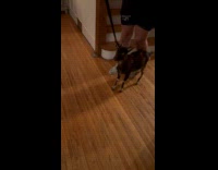 Collab Clips MPUGC - Guy brings home goat from fair