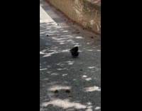 Two pigeons on top of each other