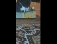 Two cats likes to sit inside box