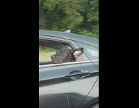 Black dog head stick out car window