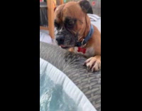 Dog swims in pool other dog peeks