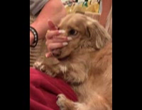 Woman preventing dog to bark