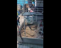 Woman films ferret babies wake up routine