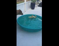 Dog follow ducks swim in kiddie pool
