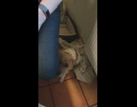 Dog beside leg whimper for back scratch