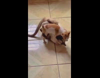Cat and dog wrestling and then cat is left alone with toy