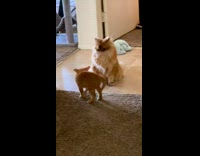 Cat Bullies Kitten then Kitten Runs Away