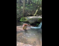 Dog whining wants to chase splashing water