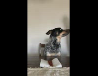 Dog waits for mom to eat treat