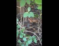 Squirrel munch on bone stolen from pigeon
