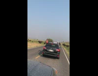 Girl black car selfie brown bison herd