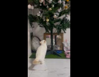 Kitten grab play with Christmas ball decoration