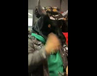 Person in green hoodie with bull horn mask on 