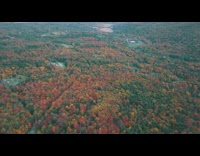 Drone flies over green red orange trees