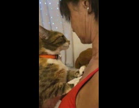 Cat orange collar snuggle on woman chest