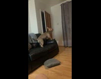 Dog jumps from couch trying to reach light