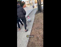 Man and woman walk with robot dog